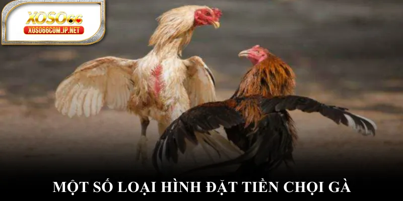 Một số loại hình đặt tiền chọi gà Một số loại hình đặt tiền chọi gà